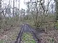 Bowdown Woods