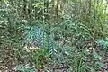 Bowenia serrulata growing in transition forest near Byfield, in the Capricornia region of Queensland, Australia