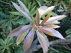 New leaves are soft, golden and velvety.