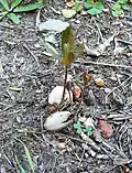 The seeds germinate easily in wet shady areas, even if they are lying on the surface.