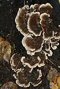 Turkeytail bracket fungus, Trametes (Coriolus) versicolor