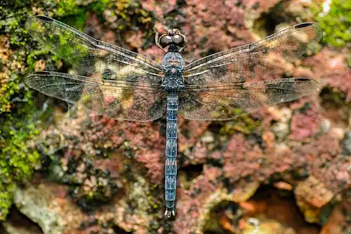 female