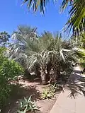 Group planting of Brahea armata, Phoenix, AZ