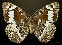 Female underside
