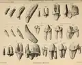 Permanent dentition of a Pleistocene cave hyena from Tor Bryan Caves near Torquay, now kept in British Museum.