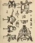 Vertebrae from Wookey Hole (now in Taunton Museum).