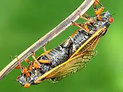 Mating pair Brood XIII, 2024