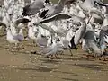 Brown-headed gull in flight - Ezhimala, Kerala