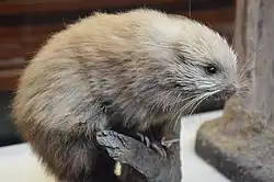 Light brown porcupine