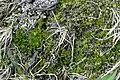Bryum elegans