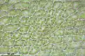Leaf cells