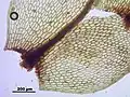 basis of leaf
