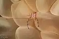 Bubble coral shrimp at Wakatobi National Park Sulawesi, 2018