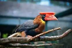 A captive female ssp. hydrocorax