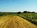 Agricultural fields