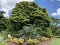 Gonopterodendron arboreum in bloom in Mounts Botanical Garden