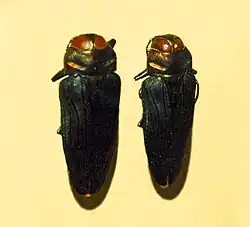 Belionota prasina