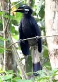 Sukau Rainforest Lodge, Kinabatangen River - Sabah, Borneo - Malaysia