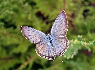 Dorsal view (male)