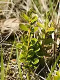 Common boxwood (Buxus sempervirens)