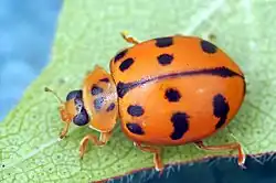 Harmonia octomaculata