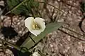 Subalpine mariposa lily (Calochortus subalpinus)