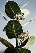 Calotropis procera