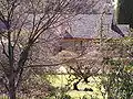 Back garden, including orchard