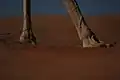 Broad hooves of a camel