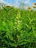 With seedpods and blooms