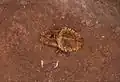 Pupa