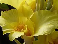 Canna 'Austria', Sprenger 1893