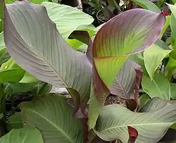 Canna (Agriculture Group) 'Edulis Dark'