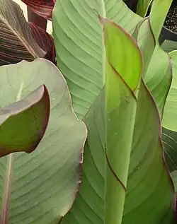 Canna 'Musaefolia Grande', H. Kelly Jnr.