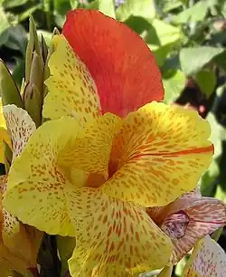 Canna 'Yellow King Humbert' Burbank