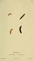 Larvae of Cantharis fusca and Cantharis livida painted by Émile Théophile Blanchard (1795–1877), engraved by Annedouche