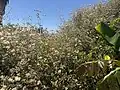 Example of a Cape sweetbush hedging along a fence