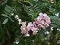 A flowering tree in Perth