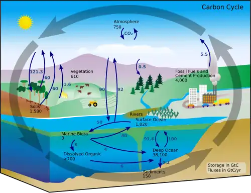 Carbon cycle