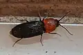 Cardiophorus gramineus, Bulgaria