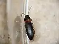 Cardiophorus italicus, Italy