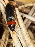 Cardiophorus ruficollis, Germany