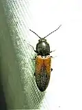 Cardiophorus togatus, Texas