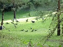 Local birds