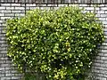 Shrub