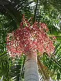 Infrutescence of Carpentaria acuminata on the Reunion Island