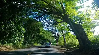 Heading south in Río Lajas, Dorado
