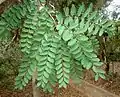 Foliage