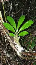 Pseudobulb