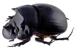 Catharsius granulatus male